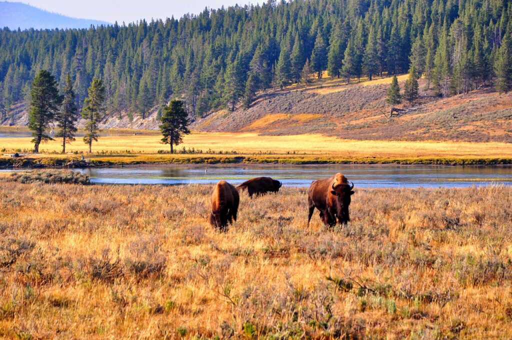 Yellowstone National Park